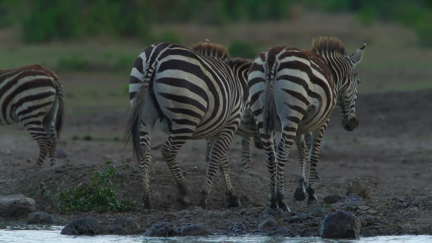 Zebras are walking away from a water source