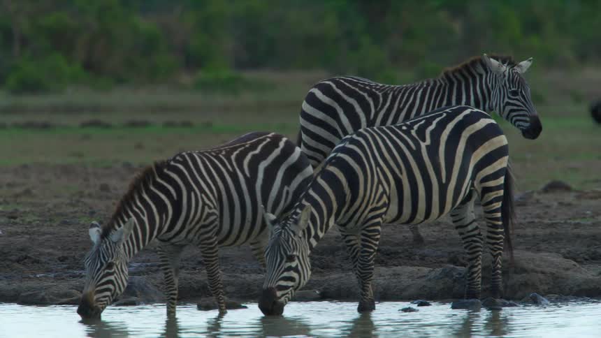 A zebra walks around other zebras drinking from a stream