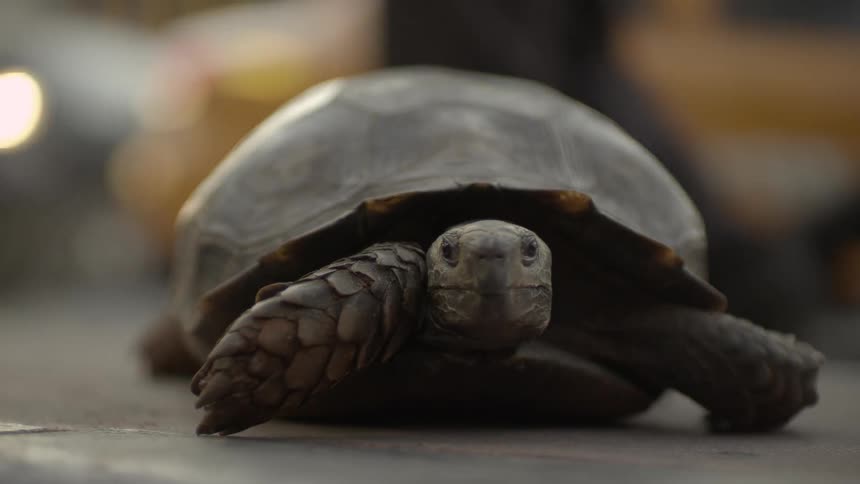 A turtle is crawling on the pavement as cars move by in the distance