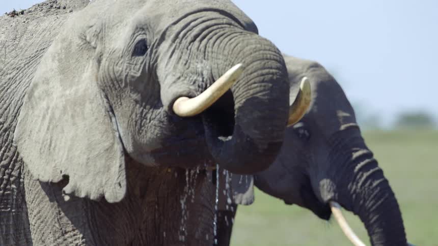 An elephant drinking water with a grassy field trees the sky and clouds in the background