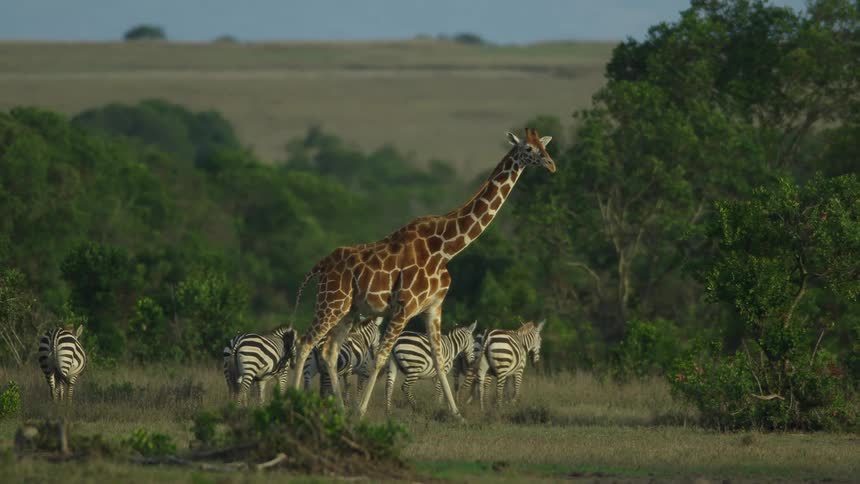 A view of zebras and giraffes walking outdoors