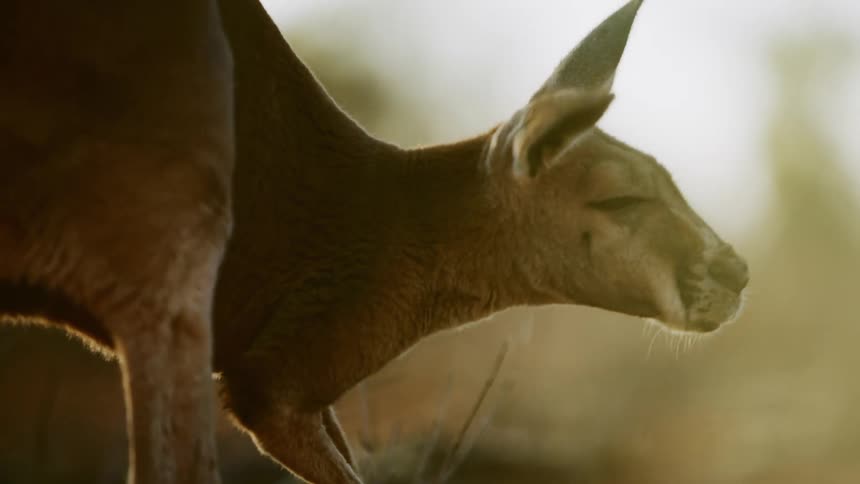 A kangaroo looks around a grassland as the sun shines down