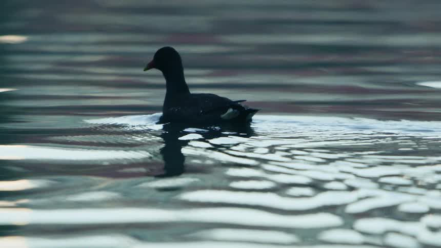 A duck is floating on some almost calm glassy water