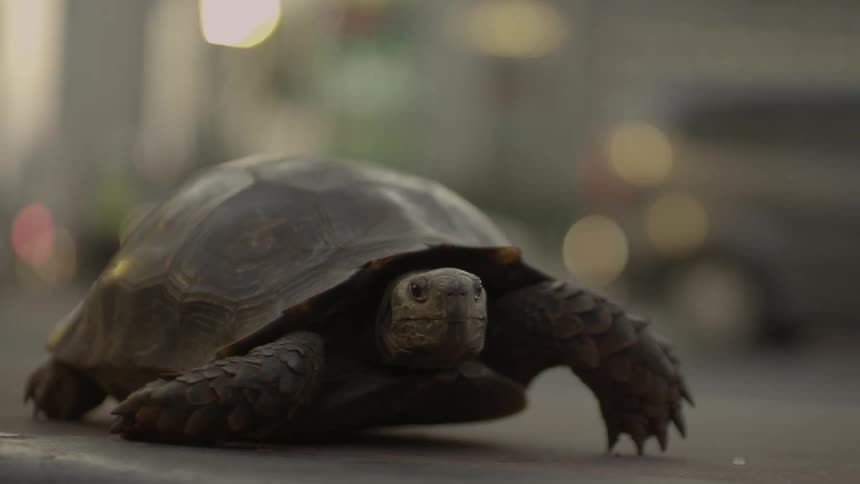 Turtle walking on a city street in front of traffic at sunset