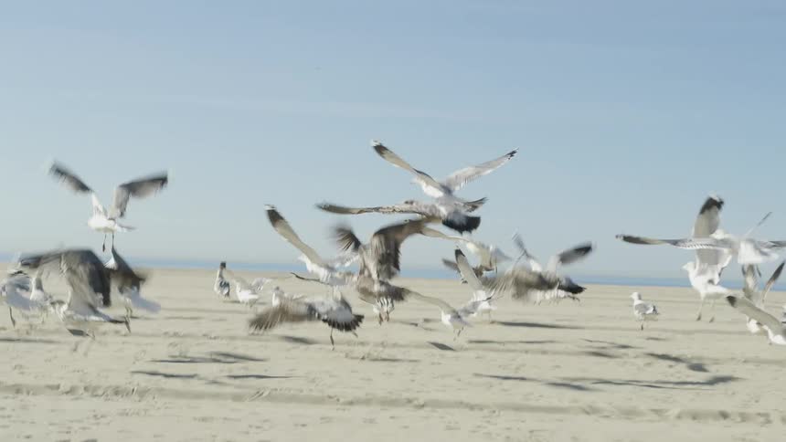 A flock of seagull are running and flying on the sand