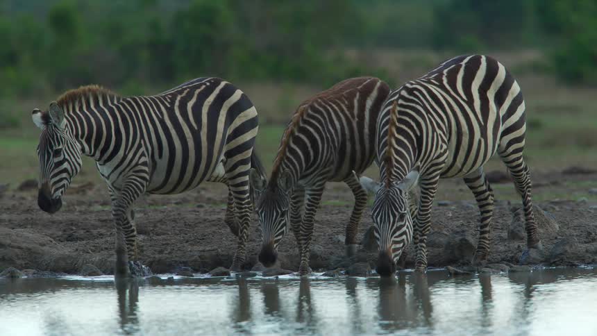 Zebras are drinking from a lake