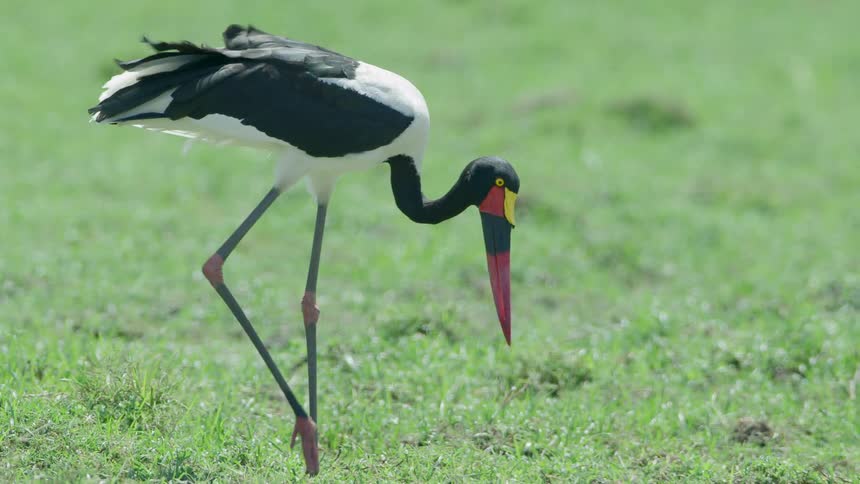 A black and white stork nibbles on grass in a field