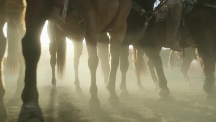 A group of horses stand together saddled up