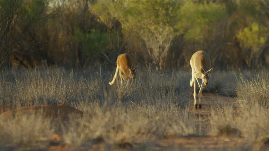 Two kangaroos hop through a grassy field