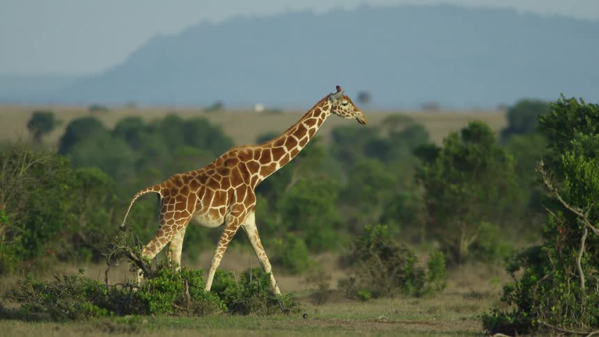 A giraffe runs over the field