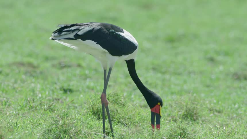 Black and white bird with red and black bill moves across field on long legs picking up food