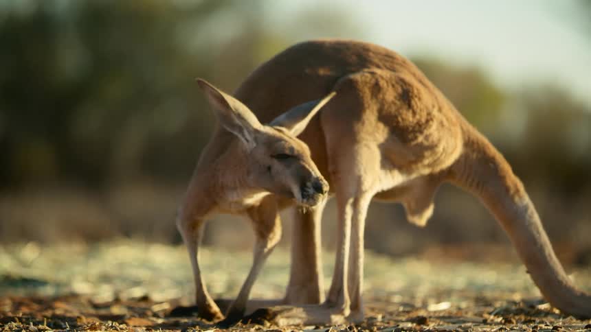 Kangaroo standing on a field shaking its long ears at sunset