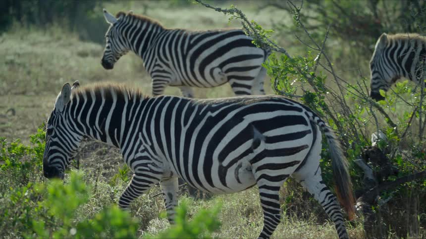 Zebras are walking through a grasslands