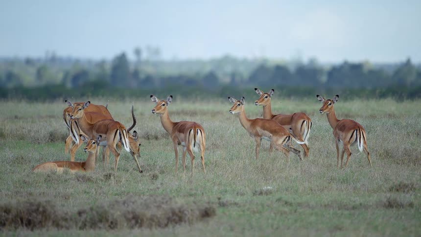 A herd of wild animals eats and relaxes in a field