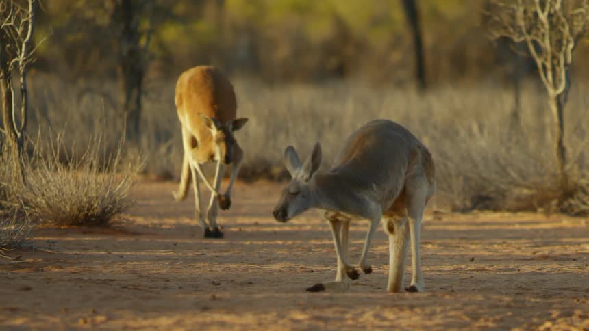 Two kangaroos hopping along a path in the wilderness at sunset