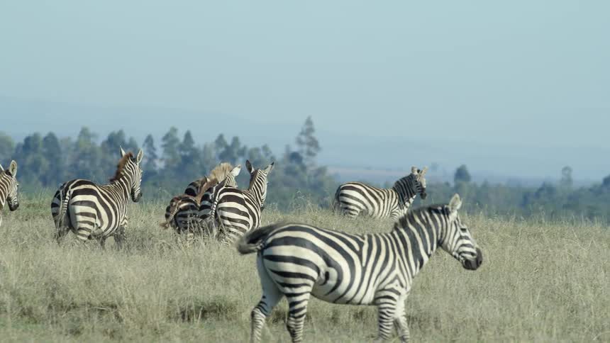 A herd of zebras move through a grassland during the day