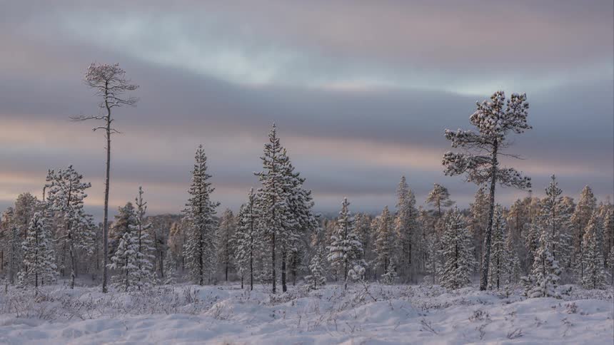 Time lapse of a freezing winter forest covered with snow