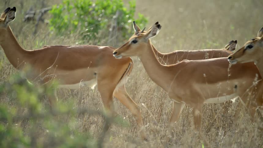 Herd of antelope walk across grassland