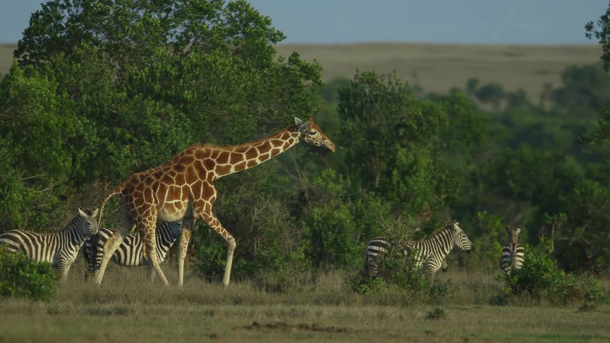 A giraffe walks past the zebra on the field