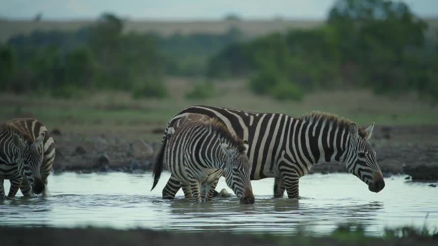 A view of some zebras walking around in water