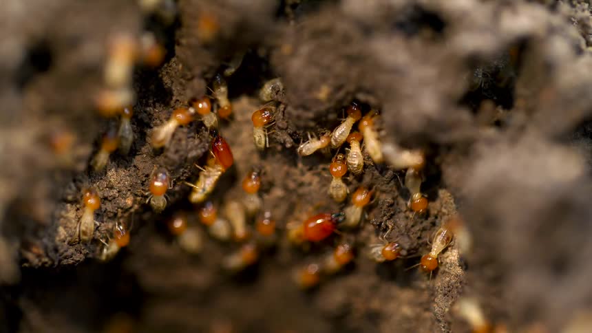 A view of ants crawling around on dirt