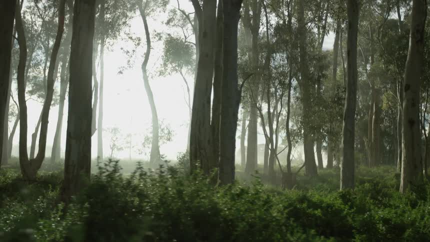 A woman walking in a forest