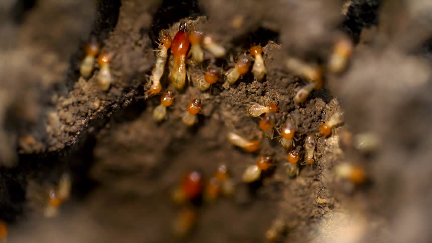Insects crawling in dirt