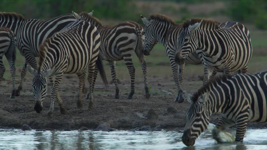 A herd of zebras approaches a body of water for a drink