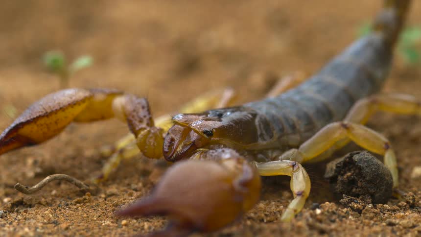 Amber and brown scorpion crawls across reddish ground