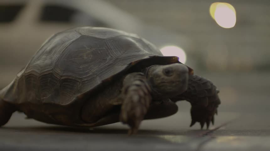 A slow moving turtle walks along a sidewalk as numerous vehicles pass by