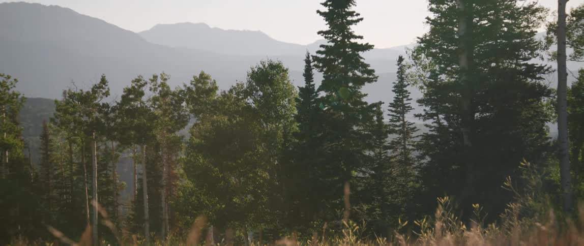 Looking over a meadow a forest and distant mountains are revealed