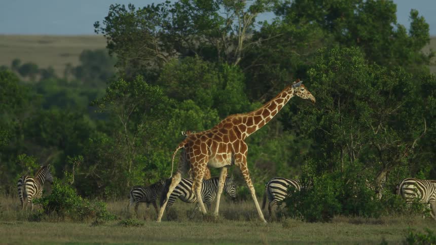 A herd of zebra and giraffe travel together on the field