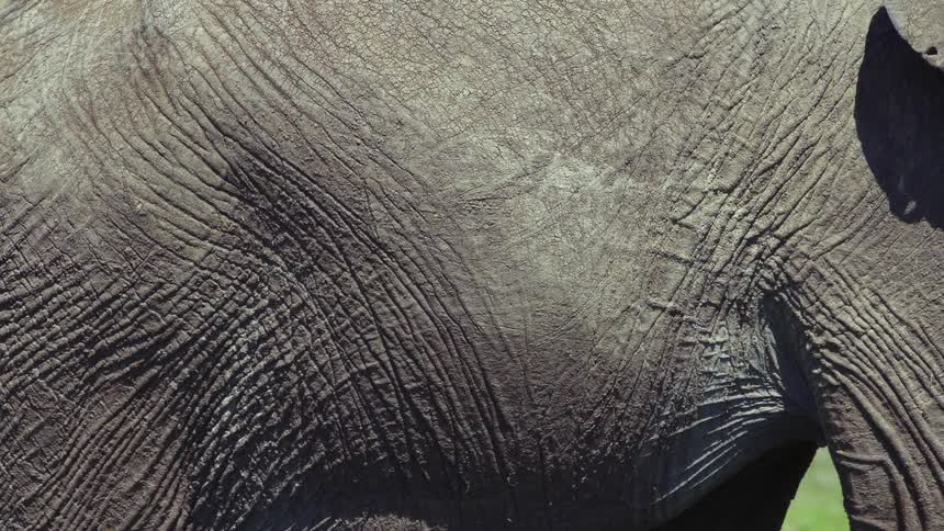 Close up of the wrinlkes on the gray skin of an african elephant walking