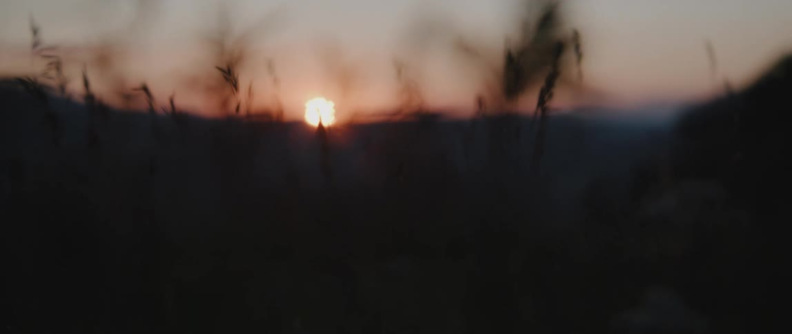 Silhouette of plants as the sun is setting in the distance