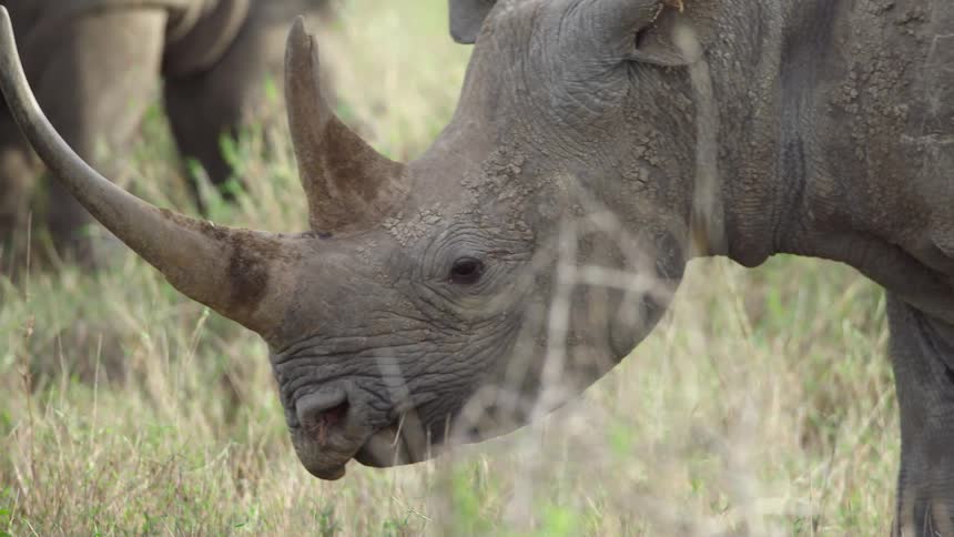A rhino grazes in a grassland during the day