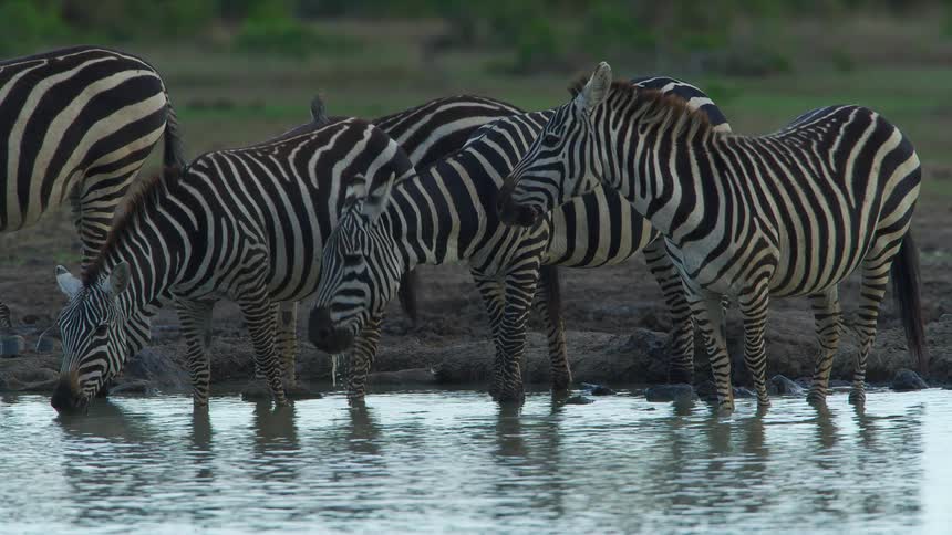 A herd of zebras drinking on the shallow water on a river at morning