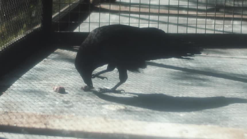 A bird in a cage eating food