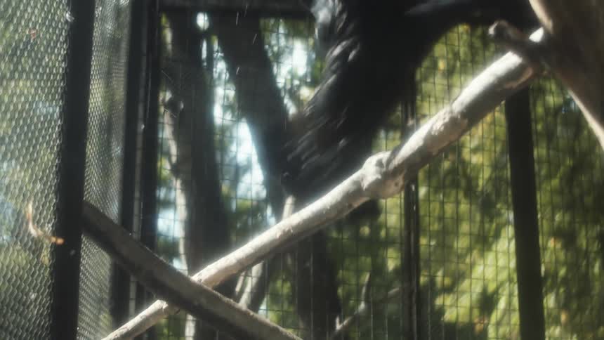 A view of a bird flying around in a cage
