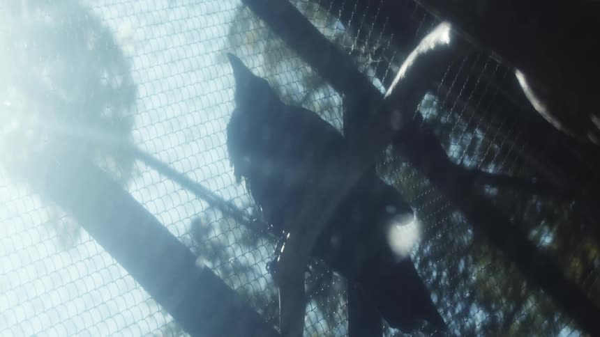 A black bird is perched on the branch