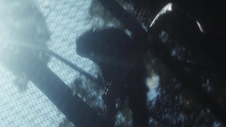 Silhouette of a wet bird cleaning itself on a branch inside a cage