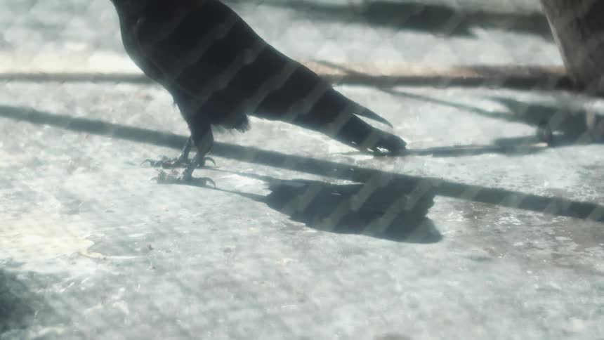 A bird walks next to a chain link fence