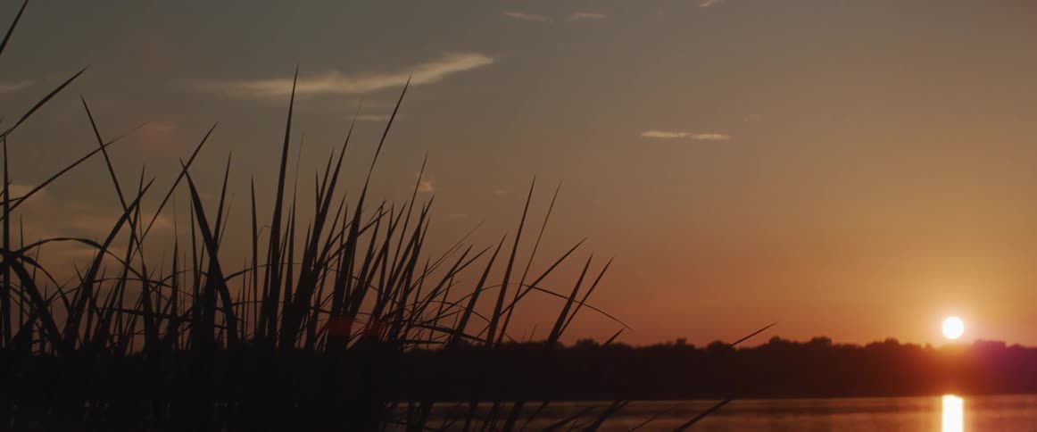 Some tall grass located next to a river sways gently as the sun sits low in the sky