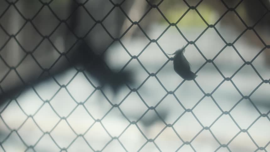 A crow is standing inside a large enclosure that is outside in a yard during the daytime