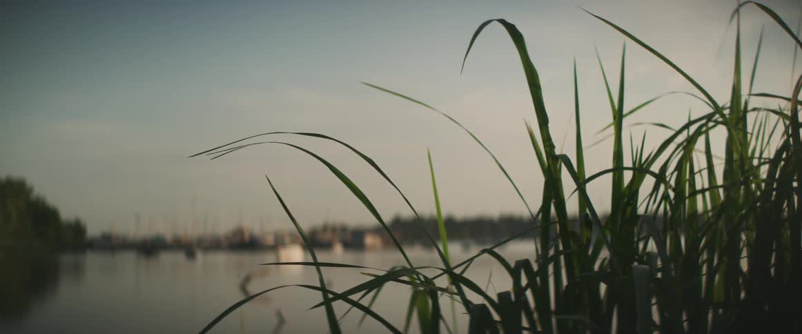 Green grass growing near the calm surface of a lake at evening