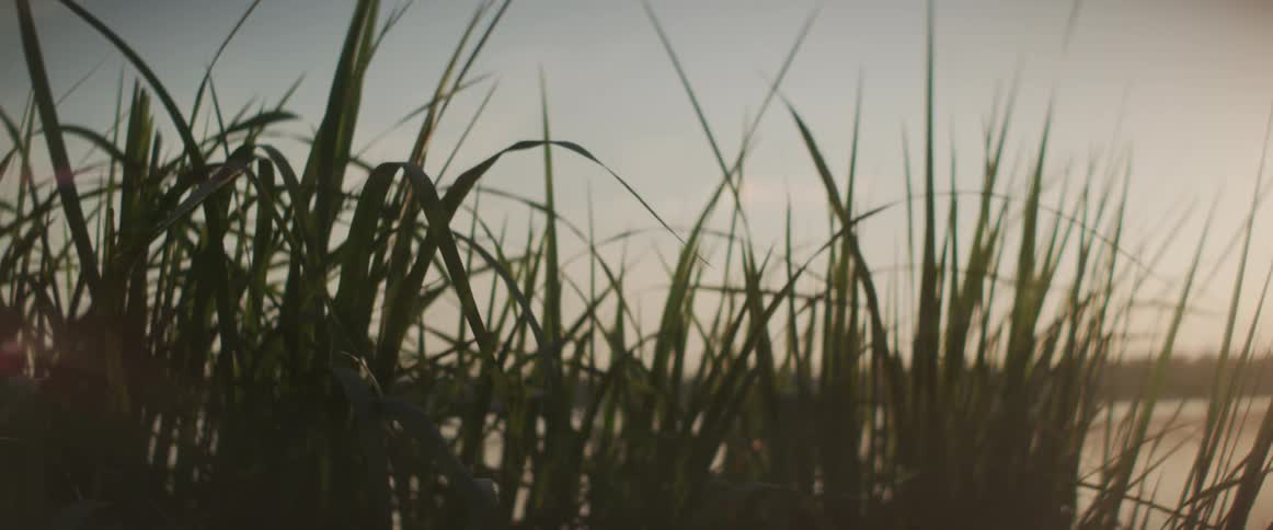 Tall grass near a meadow moves in the breeze