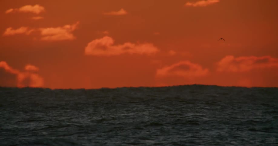 A bird flies over the ocean against a red sky