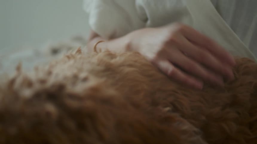 A person is petting her dog in bed