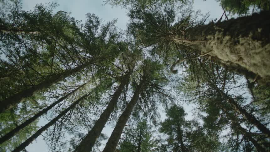 A view of a forest full of trees