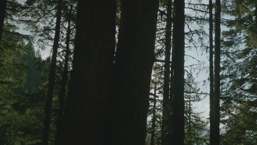 Sun shines through tall conifer trees in forest