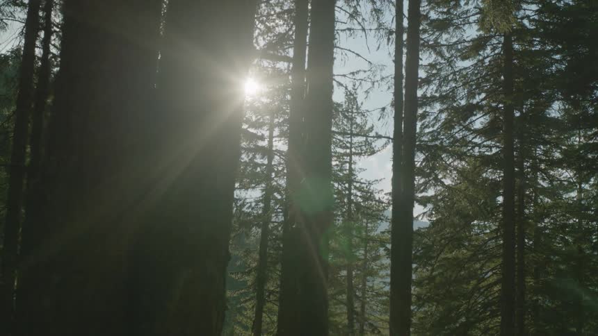 A view of trees out in a forest during the summer